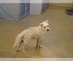 Parson Russell Terrier-Poodle (Miniature) Mix Dogs for adoption in Sacramento, CA, USA