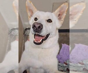 German Shepherd Dog Dogs for adoption in Lewistown, PA, USA