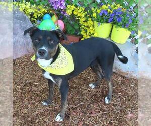 American Pit Bull Terrier-Unknown Mix Dogs for adoption in Oklahoma City, OK, USA