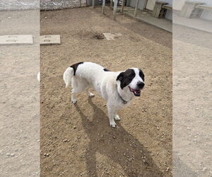 Great Pyrenees-Unknown Mix Dogs for adoption in Maquoketa, IA, USA