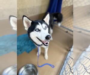 Siberian Husky Dogs for adoption in Chula Vista, CA, USA