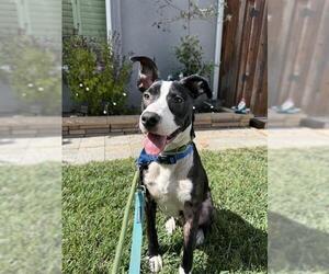 Border Collie Dogs for adoption in Fremont, CA, USA