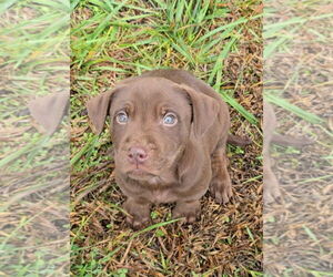 Chocolate Labrador retriever-Unknown Mix Dogs for adoption in McDonough, GA, USA