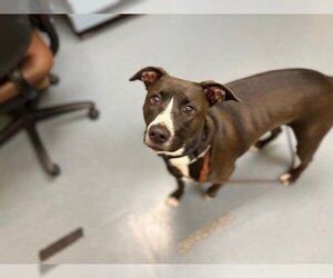 Labrador Retriever Dogs for adoption in Denver, CO, USA