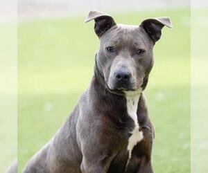 American Pit Bull Terrier Dogs for adoption in Camarillo, CA, USA