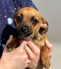 Doxie-Pin Dogs for adoption in Fresno, CA, USA