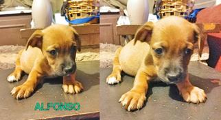Chihuahua Dogs for adoption in Ponca City, OK, USA