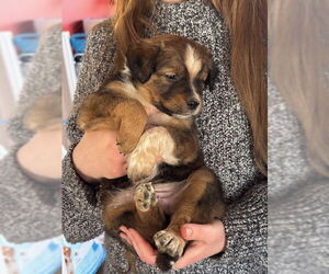 Mutt Dogs for adoption in Garden City, NY, USA