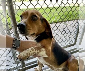Beagle Dogs for adoption in Mooresville, NC, USA