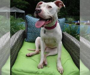 American Staffordshire Terrier-Bulldog Mix Dogs for adoption in Grovertown, IN, USA