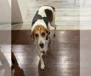 American Foxhound Dogs for adoption in San Antonio, TX, USA