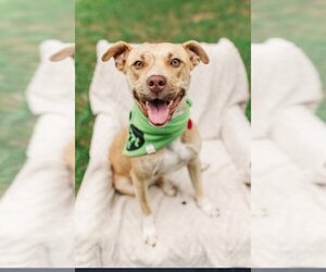 American Pit Bull Terrier-American Staffordshire Terrier Mix Dogs for adoption in Columbus, IN, USA