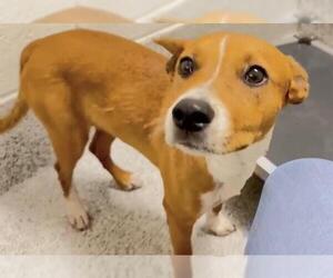 Basenji-Unknown Mix Dogs for adoption in Houston, TX, USA