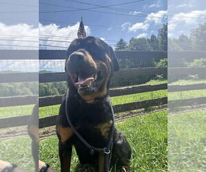 Rottweiler Dogs for adoption in Benton, PA, USA