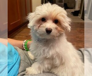 Maltipoo Dogs for adoption in Brooklyn Center, MN, USA