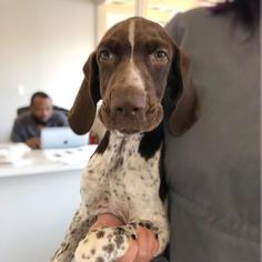 German Shorthaired Pointer Dogs for adoption in San Diego, CA, USA