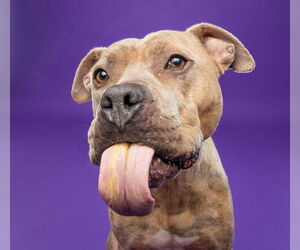 American Pit Bull Terrier-Unknown Mix Dogs for adoption in Derwood, MD, USA