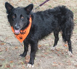 Small Border Collie Mix