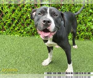 American Pit Bull Terrier Dogs for adoption in West Palm Beach, FL, USA