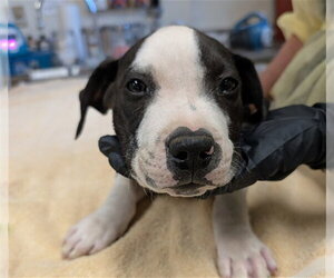 Mutt Dogs for adoption in Pueblo, CO, USA