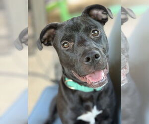 Mutt Dogs for adoption in Greenville, SC, USA