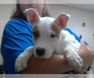 American Pit Bull Terrier-Unknown Mix Dogs for adoption in Fayetteville, NC, USA