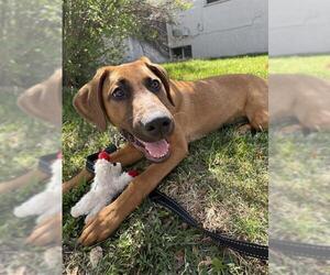 Labrador Retriever-Rhodesian Ridgeback Mix Dogs for adoption in Denver, CO, USA