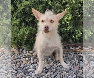 Mutt Dogs for adoption in Albuquerque, NM, USA