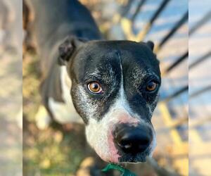 American Pit Bull Terrier Dogs for adoption in Riverside, CA, USA