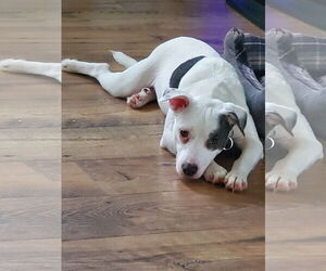 American Pit Bull Terrier Dogs for adoption in Sparta, TN, USA