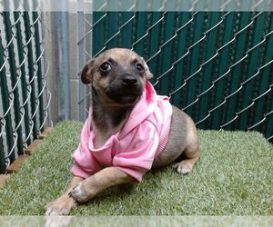 Mutt Dogs for adoption in Downey, CA, USA