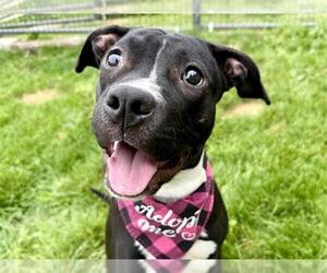 American Pit Bull Terrier Dogs for adoption in Pueblo, CO, USA