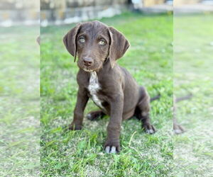 Labradoodle Dogs for adoption in PIPE CREEK, TX, USA