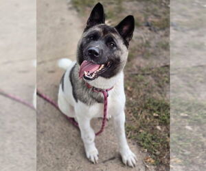Akita-Unknown Mix Dogs for adoption in Princeton, MN, USA