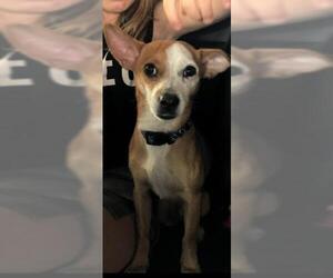 Jack Russell Terrier-Unknown Mix Dogs for adoption in San Tan Valley, AZ, USA