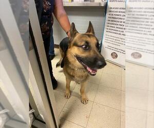 German Shepherd Dog Dogs for adoption in Stockton, CA, USA