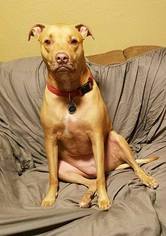 American Pit Bull Terrier-Unknown Mix Dogs for adoption in Mesa, AZ, USA