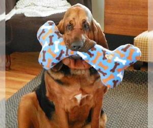 Bloodhound Dogs for adoption in Ontario, Ontario, Canada