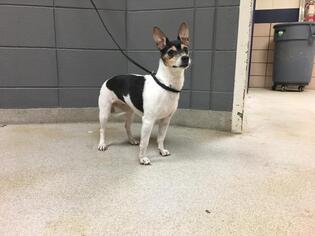 Rat Terrier Dogs for adoption in Fort Wayne, IN, USA