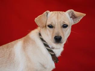 Medium Photo #1 Chiweenie Puppy For Sale in Pasadena, CA, USA