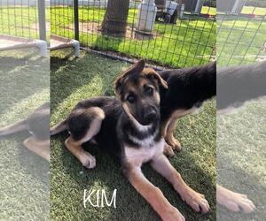 German Shepherd Dog Dogs for adoption in Los Banos, CA, USA
