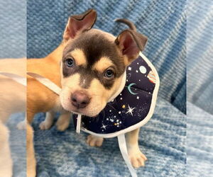 American Pit Bull Terrier-Labrador Retriever Mix Dogs for adoption in Lakewood, CO, USA