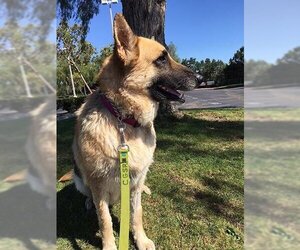 German Shepherd Dog Dogs for adoption in Irvine, CA, USA