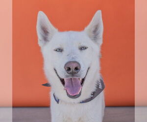 - Mix Dogs for adoption in Pasadena, CA, USA