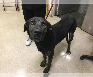 German Shepherd Dog-Unknown Mix Dogs for adoption in Riverside, CA, USA