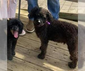 Poodle (Miniature) Dogs for adoption in Freeport, FL, USA