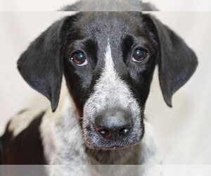Lab-Pointer Dogs for adoption in Oxford, MS, USA