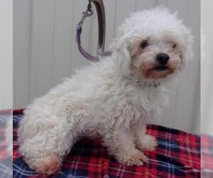 ShihPoo Dogs for adoption in Mountain View, MO, USA
