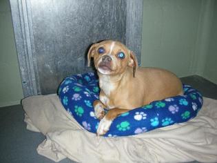Chihuahua Dogs for adoption in Eureka Springs, AR, USA