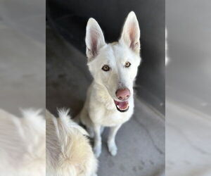 Siberian Husky Dogs for adoption in San Bernardino, CA, USA